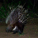 Porcupine-Stachelschwein