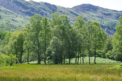 Grasslands below Lingmoor Fell