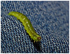 Caterpillar IMG_0838