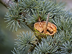 Half a Pine Cone