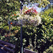 Lamp post with flower baskets - Horniman Gardens - 8.2004