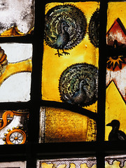 canterbury museum glass   (8) peacocks in heraldry amongst c17 glass fragments