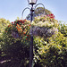 Lamppost with flower baskets Horniman Gdns 8 4 2009