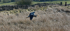Heron in flight at Delph