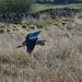 Heron in flight at Delph