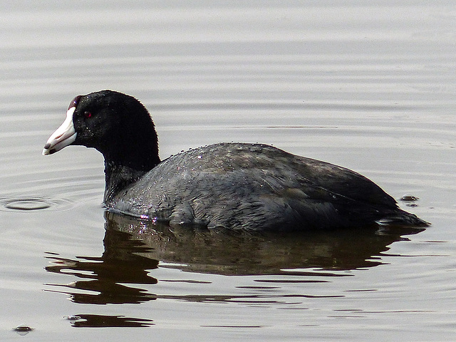 American Coot