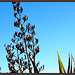 Flax Seeds Against the Sky.