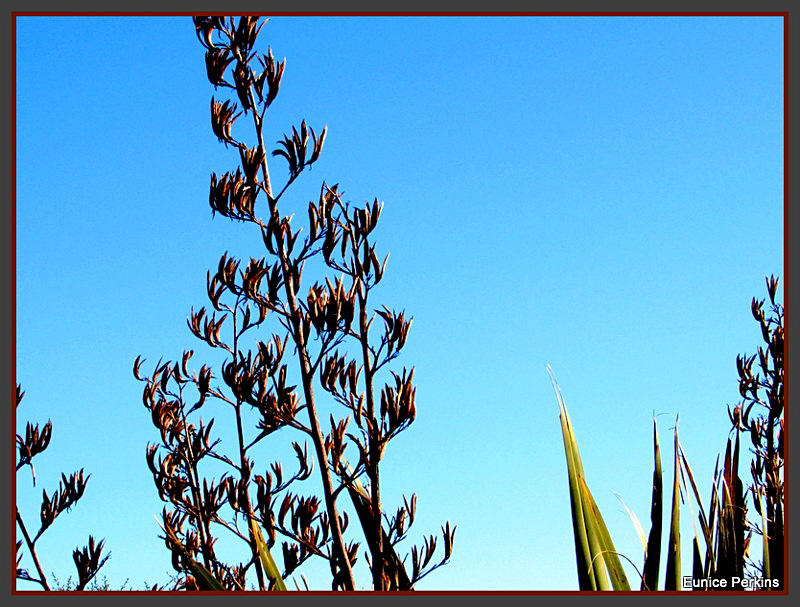 Flax Seeds Against the Sky.