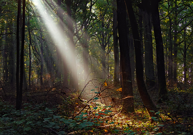 Ein magischer Augenblick - A magical moment