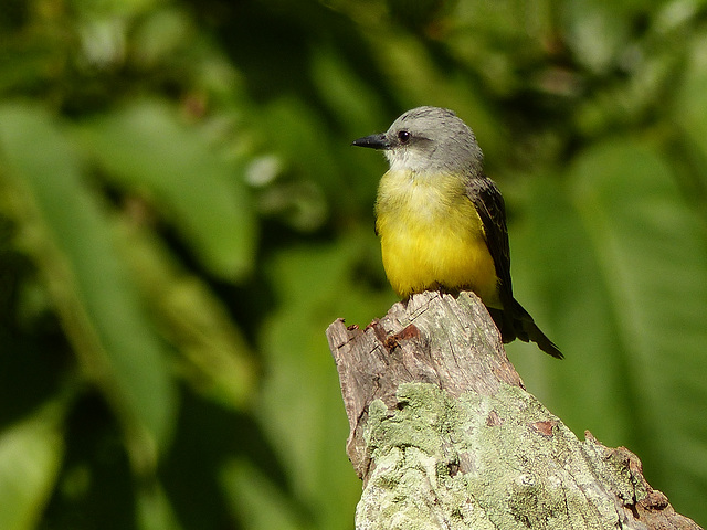 Tropical Kingbird / Tyrannus melancholicus, Tobago, Day 2