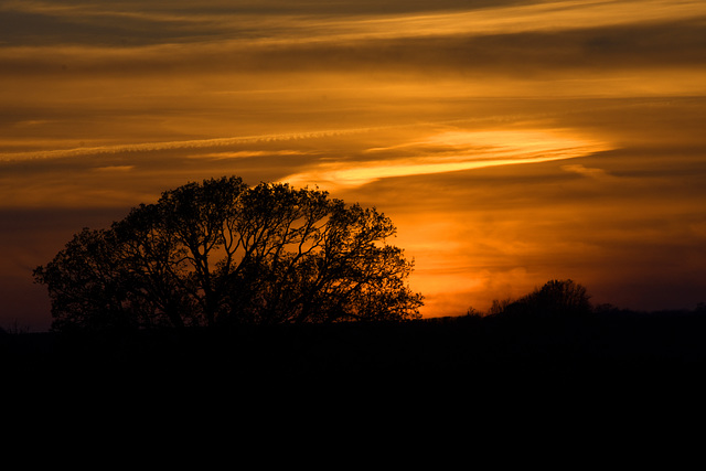 Tree on the horizon at sunset