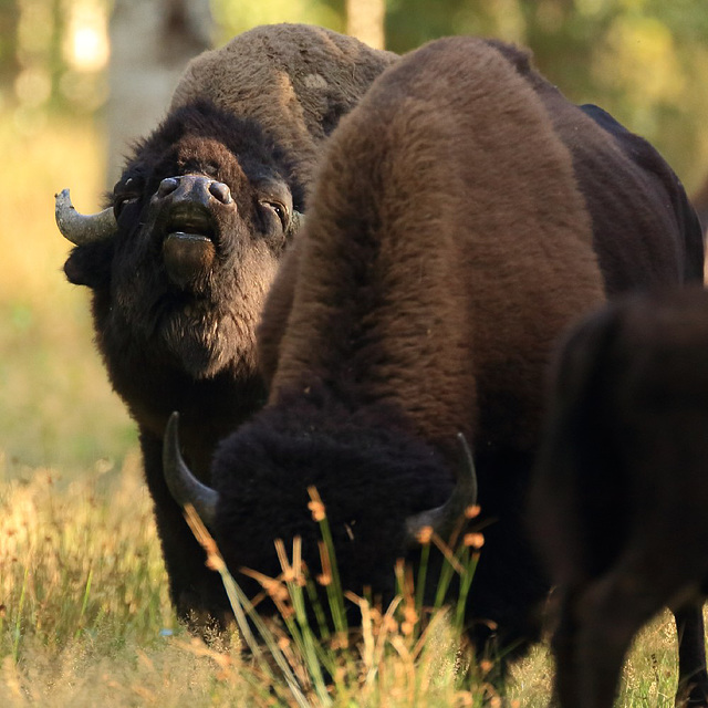bison chaud-bouillant