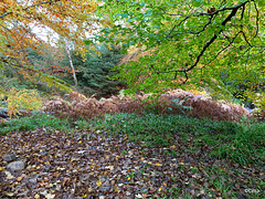 Autumn colours by the Dava Way