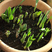 Some tulips are on their way up in my pots