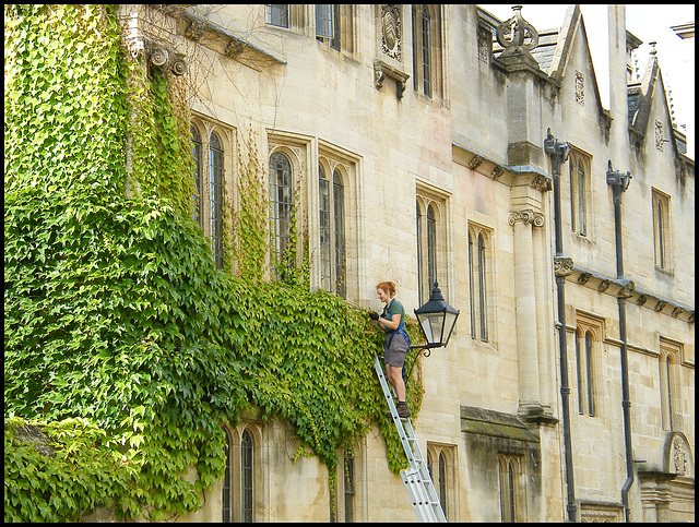 trimming the college creeper