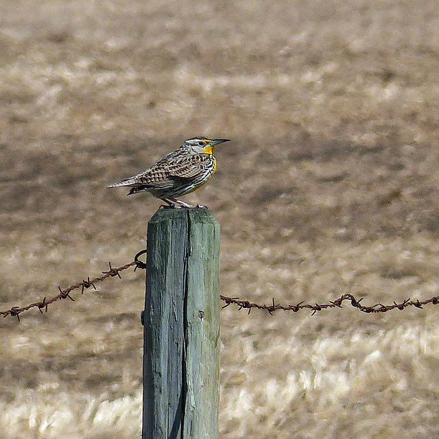 Western Meadowlark