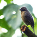 Shiny Cowbird, Tobago, Day 2