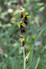 Ophrys insectifera - 2017-06-01_D500_DSC1767