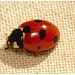 Ladybird IMG_0828