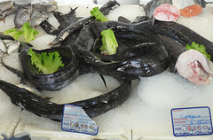 Braga Market- Conger Eel