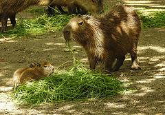 20210709 1666CPw [D~OS] Wasserschwein (Hydrochaerus hydrochaeris), [Capybara], Zoo Osnabrück