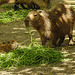 20210709 1666CPw [D~OS] Wasserschwein (Hydrochaerus hydrochaeris), [Capybara], Zoo Osnabrück