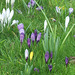 Lovely colours of the crocuses