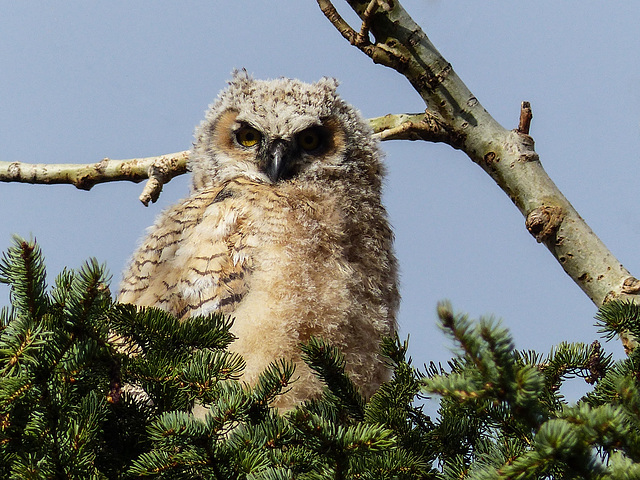 Adventurous little owlet