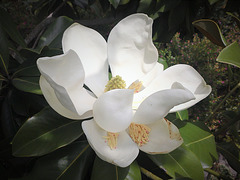 Magnolias fall quickly on hot days