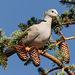 Eurasian Collared-Dove / Streptopelia decaocto