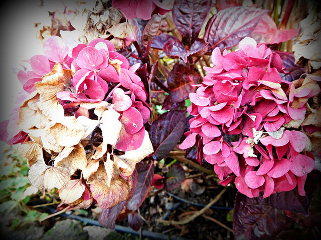 les hortensias couleurs d'automne