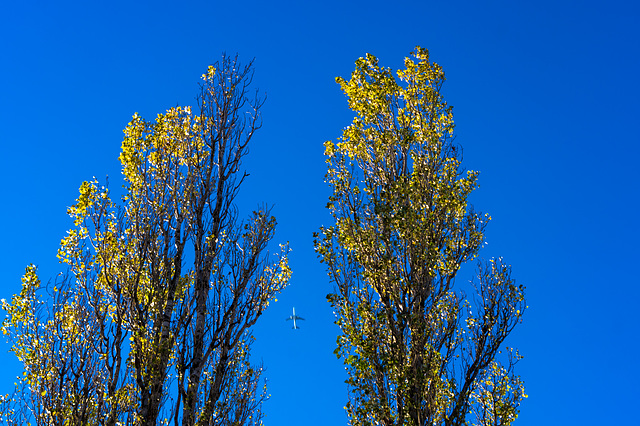 Plane / trees