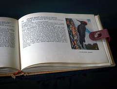 bird book (pip)