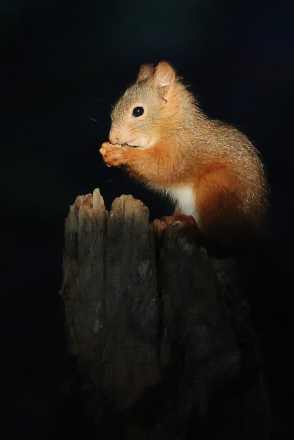 écureuil roux dans la lumière du matin