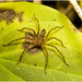 IMG 0515 Spider