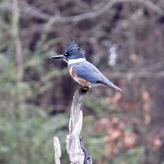 Belted kingfisher (F)