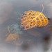 23/366: Golden Leaf on Pond
