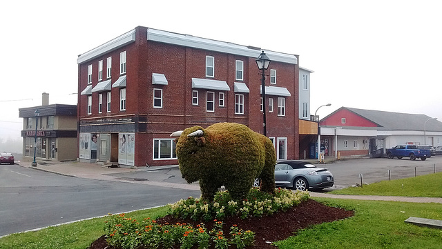 Bison tondu / Downtown unusual buffalo