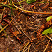 Ants carrying a centipede IMG_0832