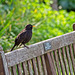 Happy (Blackbird on a) Bench Monday