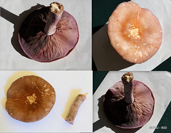 It's the season for wood blewits again...