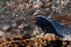 Namibia, Honey Badger is the Most Fearless Animal