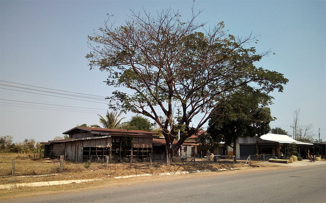 Arbres et maisons (Laos)