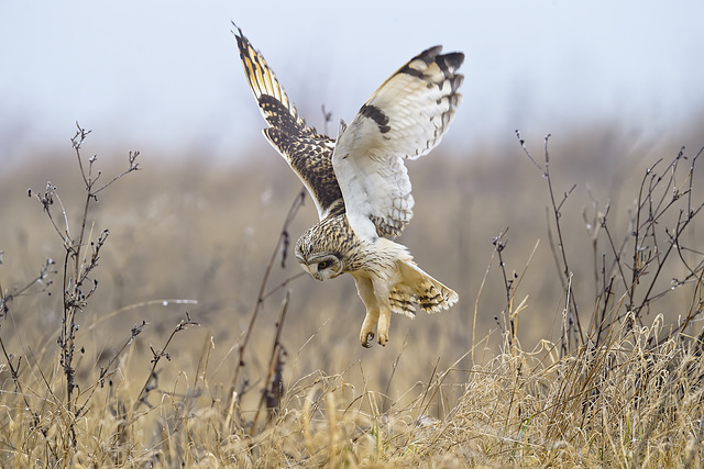 Hibou en chasse - short eared Owl hunting