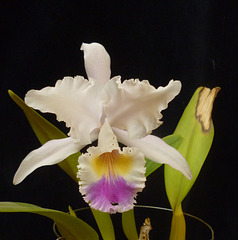 Cattleya mendelii var. semi-alba "Gnomos"