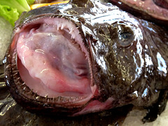 Braga Market- Monkfish Face