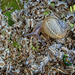 Snail on Wild Carrot seed head