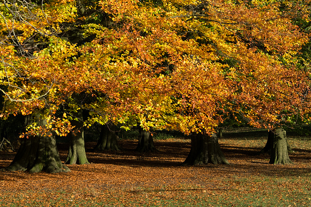 Beeches in Manor Park