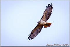 Red-tailed Flyby