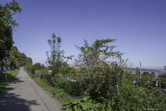 Panoramaweg Zürich-Wiedikon ... P.i.P.  (© Buelipix)